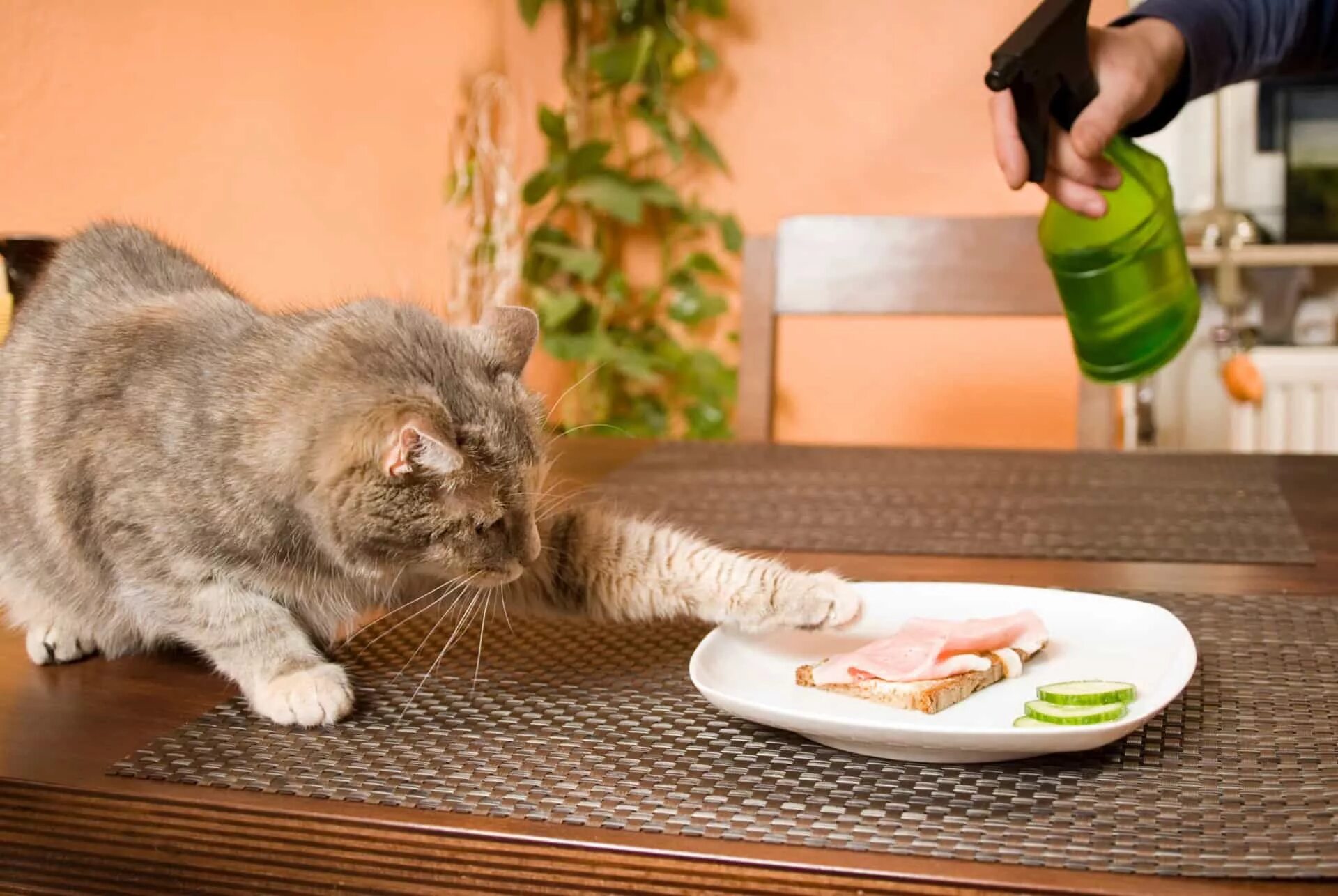 Cat tries