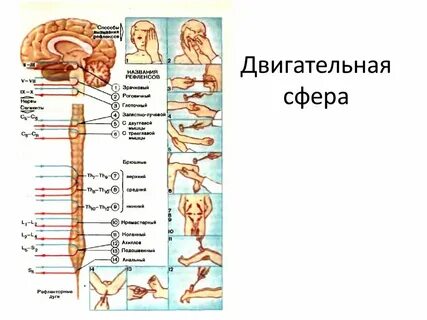 Двигательная сфера
