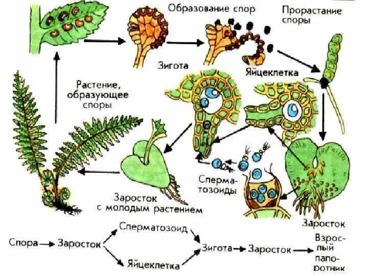 Спорангии папоротника. Спорангии папоротника. Сорусы спорангий споры. Папоротник орляк сорусы. Спорангии на вайях папоротника.