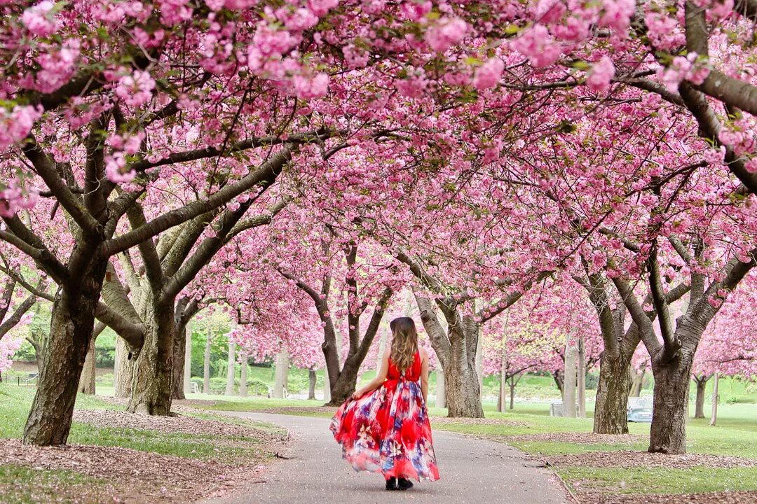 Was the best in spring. Сакура черри блоссом дерево. Сакура черри блоссом розовый сад. Бруклинский Ботанический сад Нью-Йорк. Цветение Сакуры в Японии сады.
