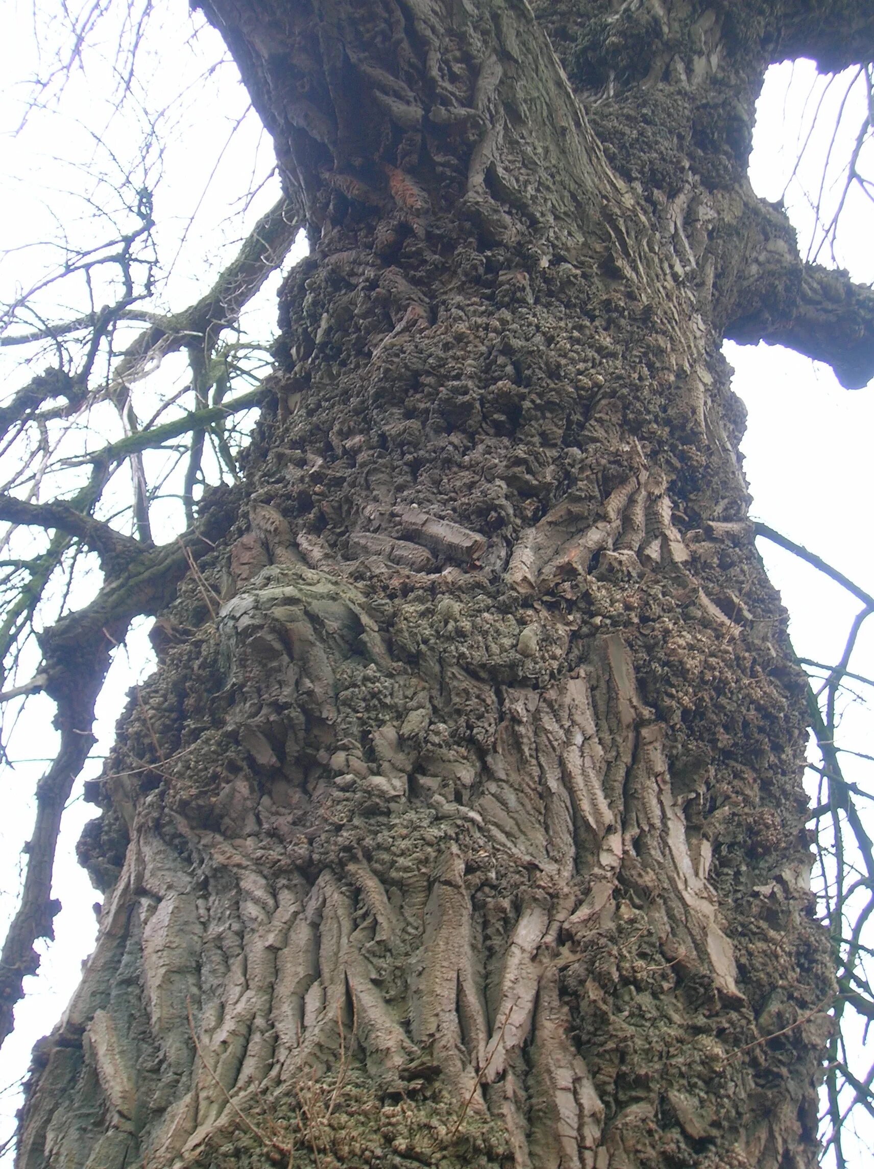 Тополь черный (Populus nigra). Тополь черный осокорь.