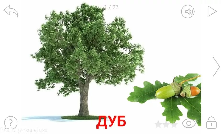 Деревья. Деревянный альбом для фотографий. Мир в картинках наглядно-дидактическое пособие. Такие разные деревья. Деревья наших лесов демонстрационный материал.