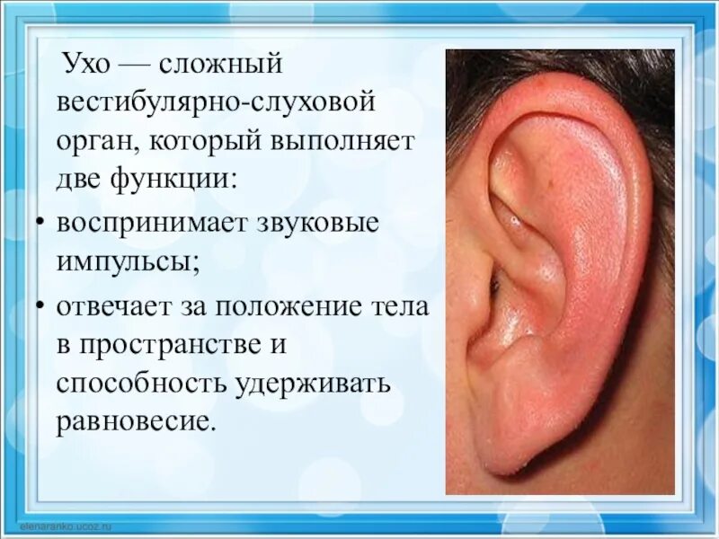 Загадка про уши. Органы слуха для дошкольников. Интересные факты о ухе. Вопросы про ухо. Вопросы про ухо.