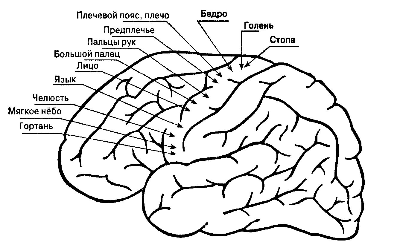 Двигательные центры коры головного мозга у человека (по Гринштейну). Центры моторики движения в коре головного мозга.