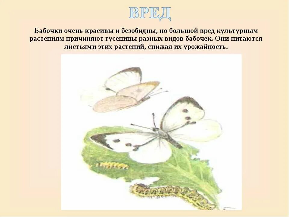 Какой вред бабочек. Вред бабочек. Вред бабочек в природе. Польза и вред от бабочек. Вред от бабочек в природе.