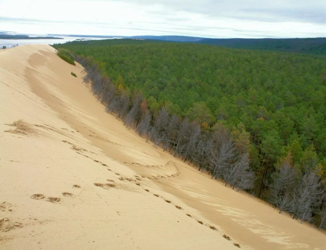 Дюны в якутии. Дюны в якутии. Дюны тукуланы якутия. Песчаные дюны тукуланы якутия. Дюны в якутии.