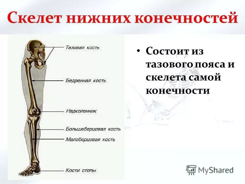 Кости человека 4 класс окружающий мир