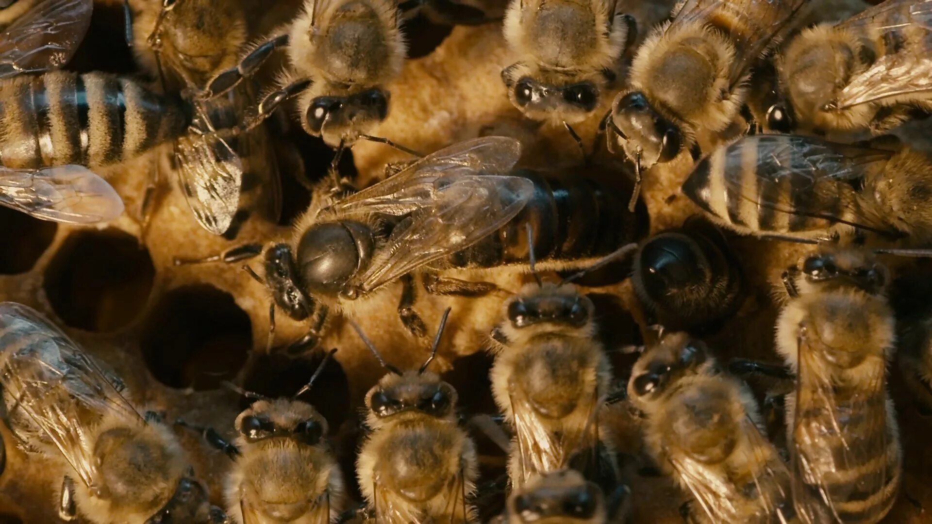 Big honey. Карпатская пчела.