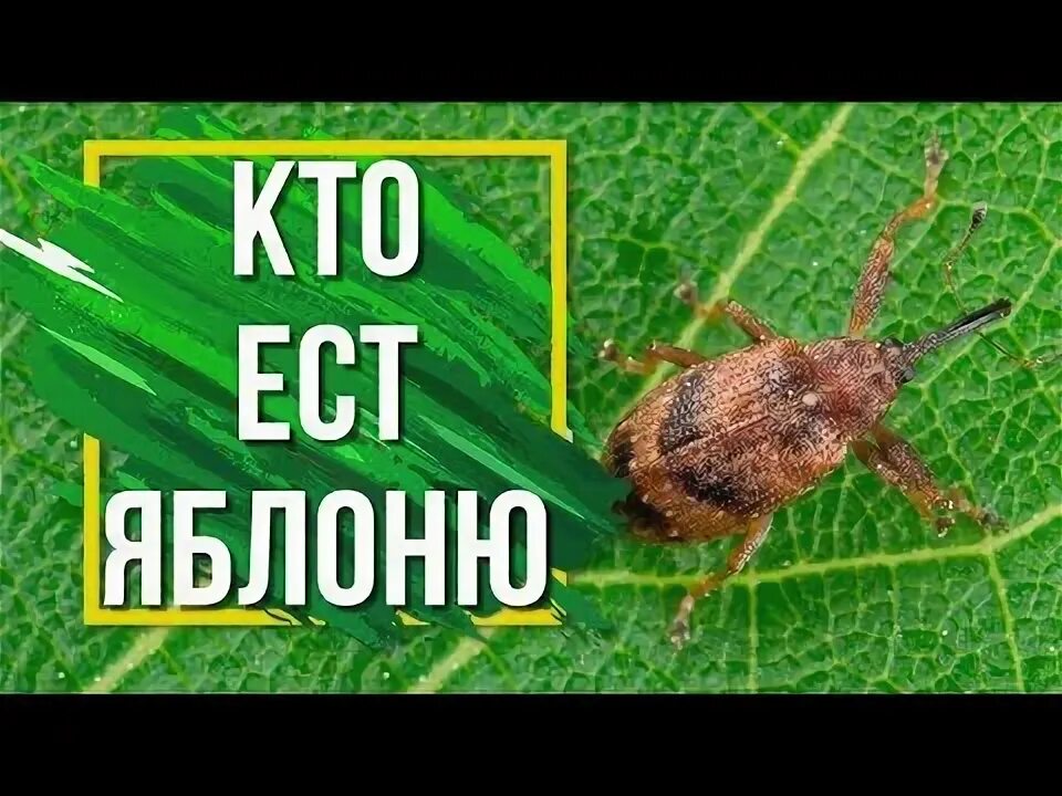 Борьба с жуком цветоедом