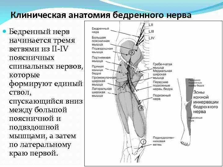 Подкожный нерв бедра анатомия. Бедренный нерв топография. Синтопия бедренного нерва. Нейропатия подкожного бедренного нерва. Невропатия наружная бедра
