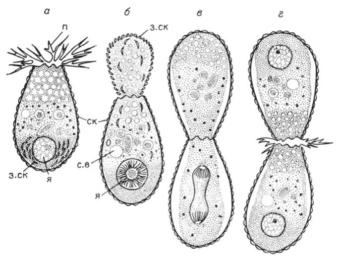 Образование спор партеногенез. Euglypha Alveolata. Размножение корненожек. Бесполое размножение. Размножение раковинных амеб.