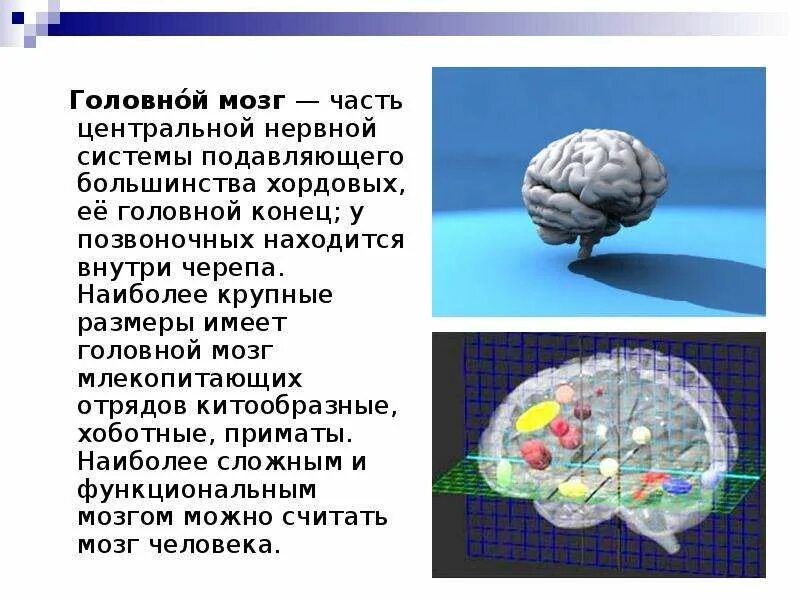 Презентации на тему мозга. Головной мозг презентация. Сообщение о головном мозге. Мозг для презентации. Человеческий мозг для презентации.