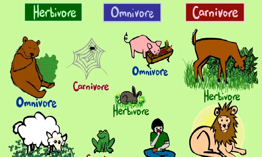 Carnivore перевод. Herbivore Carnivore Omnivore. Herbivore - травоядное Carnivore - Omnivores. Herbivores транскрипция. Herbivore животные на английском травоядные.