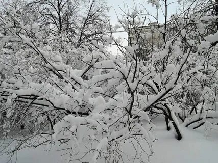 Кусты сирени зимой