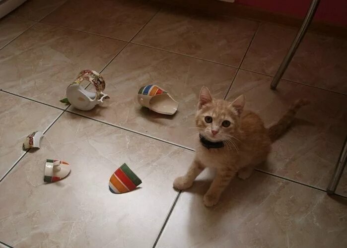 Кот разбил. Кот разбил вазу. Кот разбил чашку. Кот разбил кружку. Разбитый кот