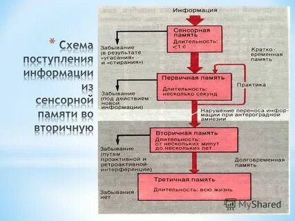 Основа памяти