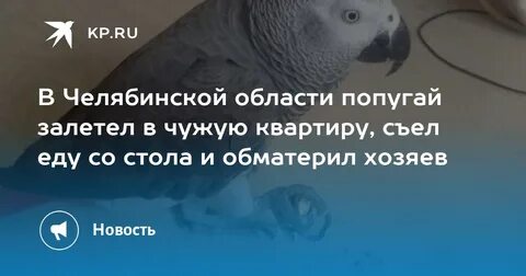 Залетел попугай