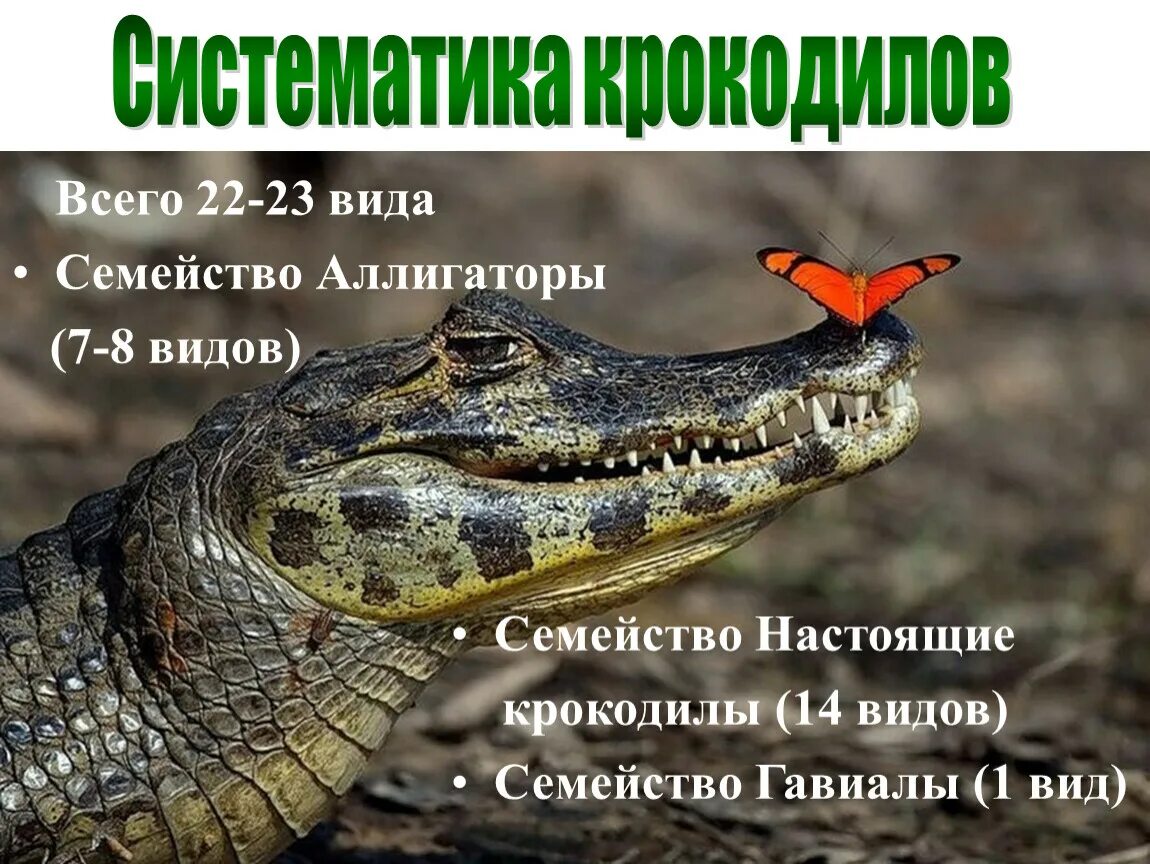 Нильский крокодил относится к пресмыкающимся. Отряд крокодилы систематика. Пресмыкающиеся отряд крокодилы. Систематика нильского крокодила. Презентация Нильский крокодил.