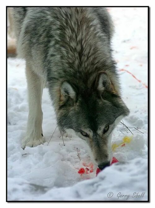 морда волка. заставки на телефон волки злые. волк прыгает. волчара смешной. стая волков воет на луну.