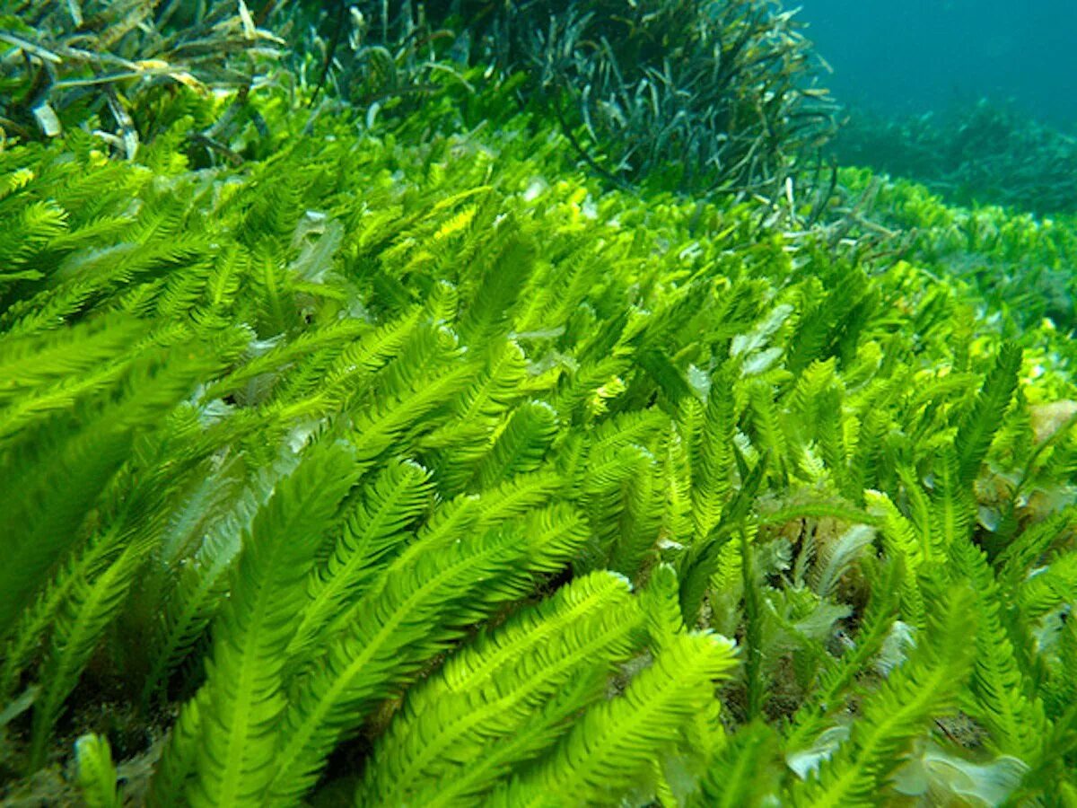 Водоросль число. Каулерпа водоросль. зеленые водоросли chlorophyta. каулерпа таксифолия. зеленая водоросль каулерпа.