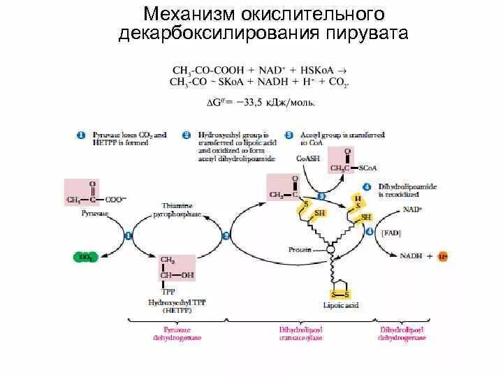 Окислительное декарбоксилирование реакции. Схема реакции окислительного декарбоксилирования пирувата. Окислительное декарбоксилирование ПВК схема. Окислительное декарбоксилирование ПВК реакции. Окислительное декарбоксилирование ПВК 5 реакций.