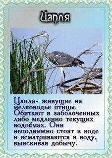 Рассказ про перелетные птицы для детей