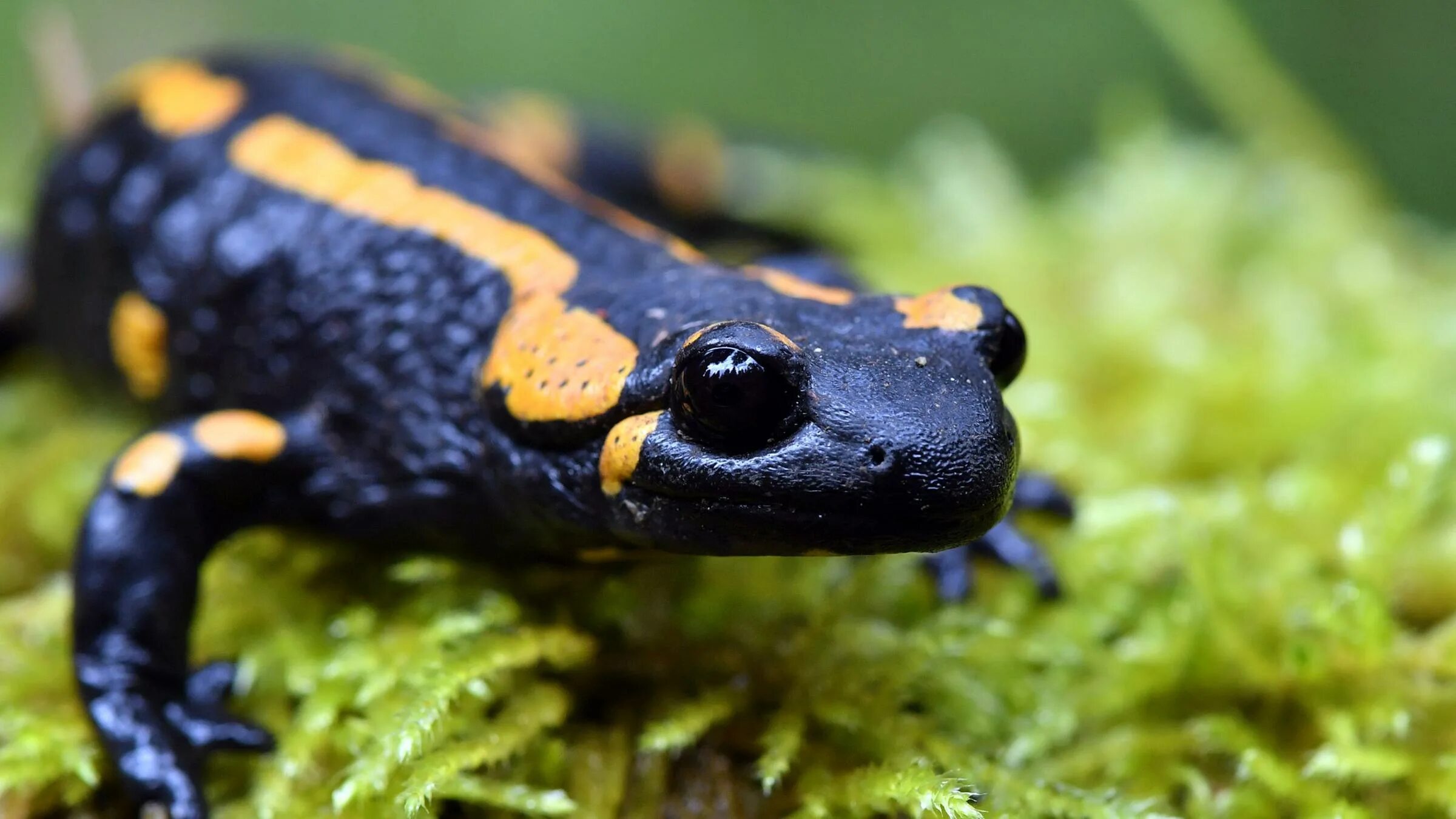 Саламандра википедия. Огненная саламандра. огненная саламандра salamandra salamandra. пятнистая саламандра. пятнистые (или огненные) саламандры.