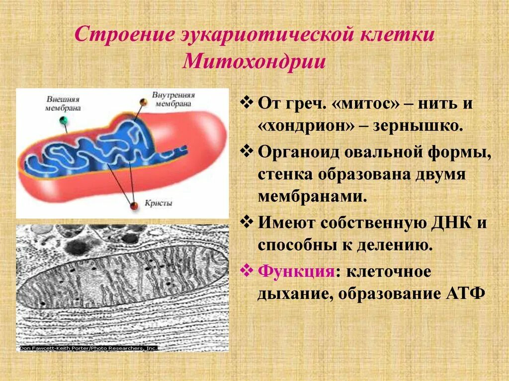 Митохондрии их структура и функции. Строение митохондрии эукариотической клетки. Митохондрии строение и функции эукариотической клетки. Строение и функции клеточных структур митохондрии.