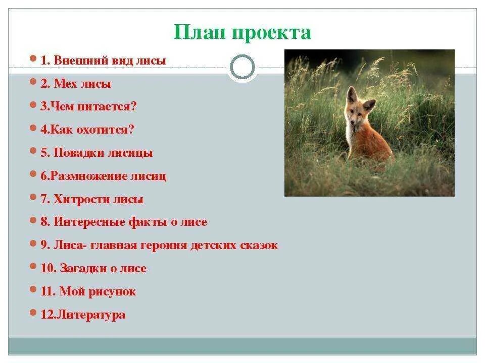 План про лису. Описание про лису. Интересные факты о лисах. Интересные факты о лисе. Fox ответы