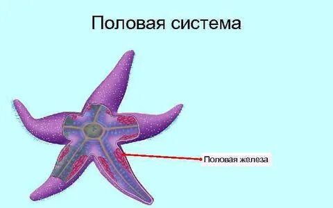 Полость морской