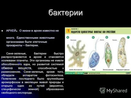 Что такое археи в биологии