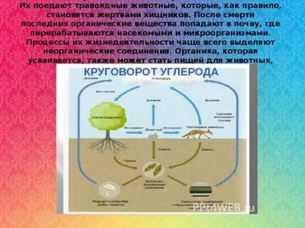 Установите последовательность процессов круговорота углерода в биосфере