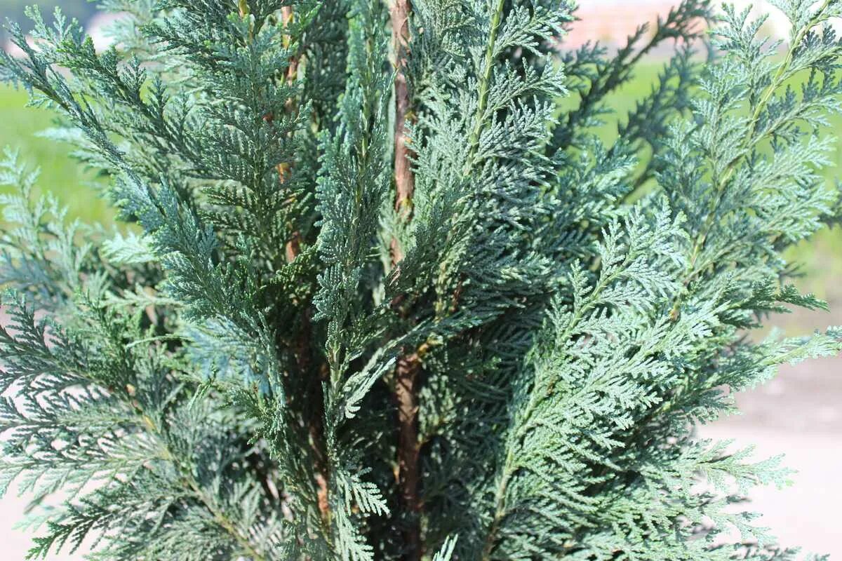 Кипарисовик лавсона ивонне. Кипарисовик блю сюрпрайз. Типа кипариса. Кипарис колумнарис глаука. Типа кипариса.