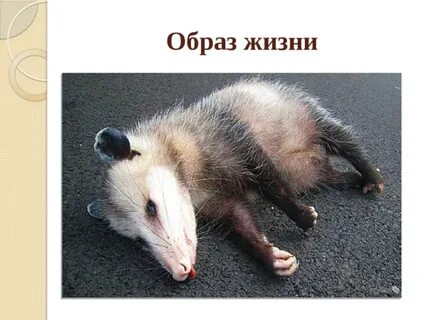 Животное притворяется мертвым как называется