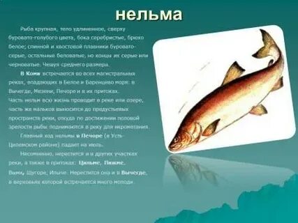 Нельма краснокнижная