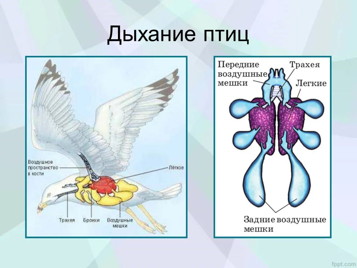 Имеют ли легкие птицы. Система органов дыхания птиц органы дыхания птиц. Органы дыхания птиц схема. Дыхательные системы и выделительная система птицы. Дыхательная система птиц легкие.