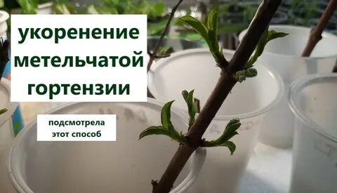Можно ли укоренить гортензию осенью черенками