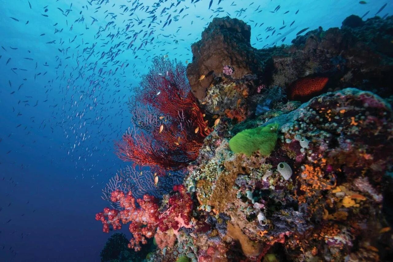 Great barrier reef corals. Большой Барьерный риф в тихом океане. Коралловый Барьерный риф. Коралловые рифы Тихого океана. Океан коралловый риф.