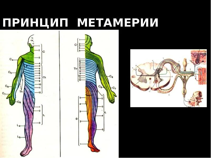 Метамерное строение тела. Метамерия спинного мозга. метамеры тела спинного мозга. принцип метамерии спинного мозга.