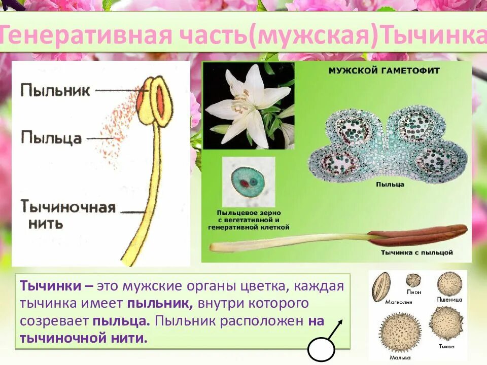 Генеративные органы капли масла. Гаметофит цветковых растений строение. Гаметофит покрытосеменных растений. Строение пыльцевого мешка. Тычинка пыльцевое зерно пестик.