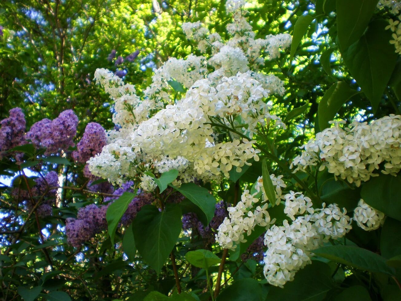 Сирень белая куст. Сирень Маршал Малиновский. Сирень белая кустарник. Сирень кустарниковая белая. Распускается белая сирень