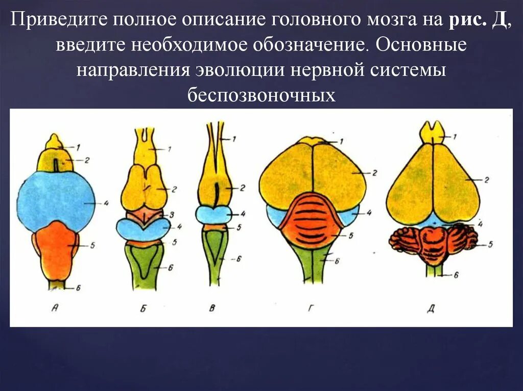 Класс птицы мозг. Строение головного мозга млекопитающих биология 7 класс. Мозг птицы. Отделы мозга птиц. Отделы головного мозга у птиц.