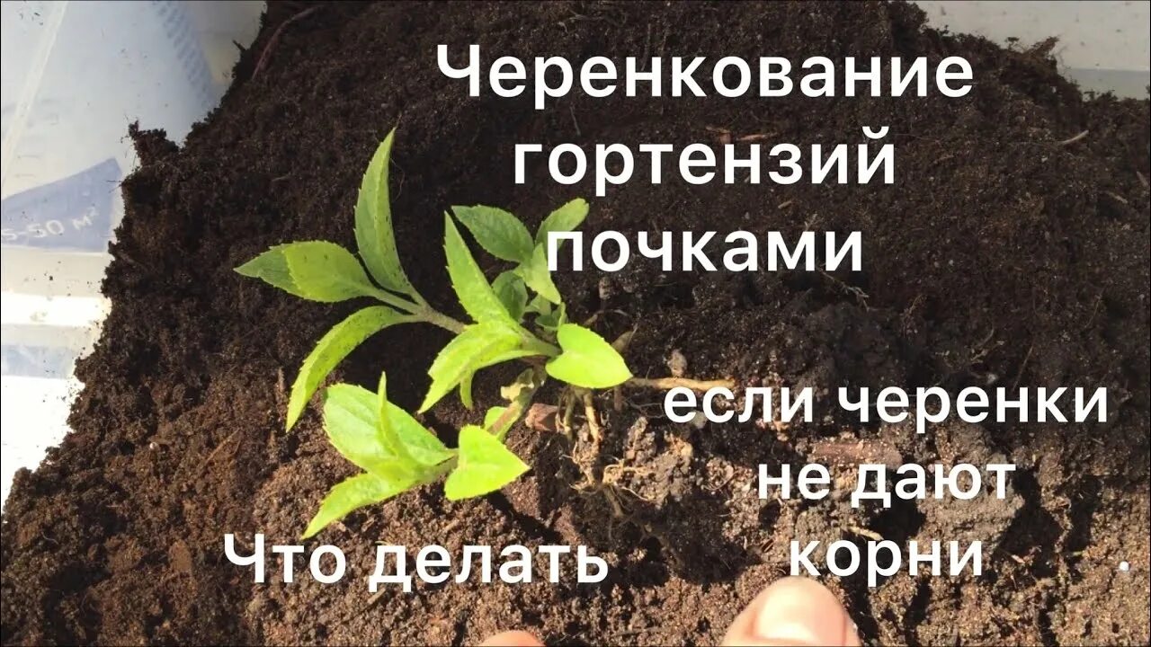 Как размножить гортензию почками. Черенкование гортензии. черенкуем одревесневшие черенки гортензии. размножение гортензии почками. укоренение черенков гортензии.