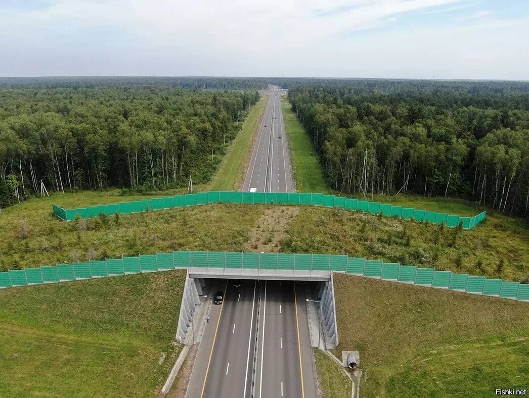 Экодук лосиный остров. Экодук в калужской области. Переход животных. Экодук лосиный остров. Экодук м11.