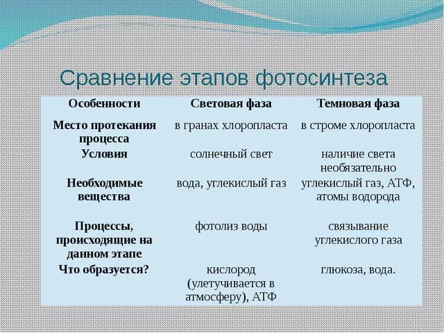 Световая и темновая таблица. Сравнение этапов фотосинтеза таблица. Световая фаза фотосинтеза и темновая фаза фотосинтеза таблица. Световая и темновая фаза фотосинтеза таблица 10 класс. Световая фаза и темновая фаза таблица.