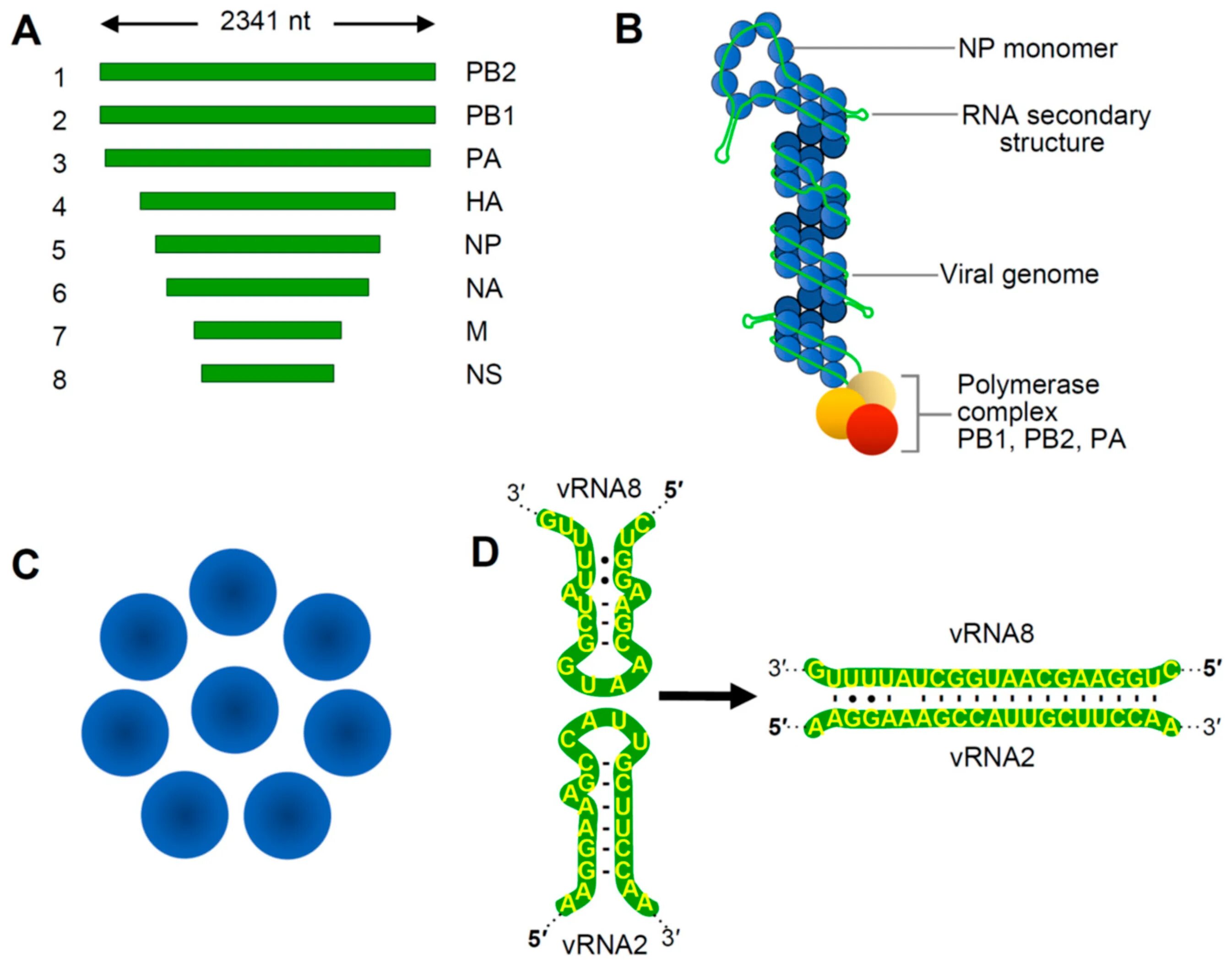 Днк за 20. RNA viruses. Вирус DNA. РНК вирусы. Viral structure.