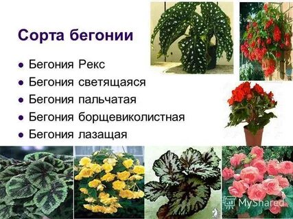 Бегония свойства