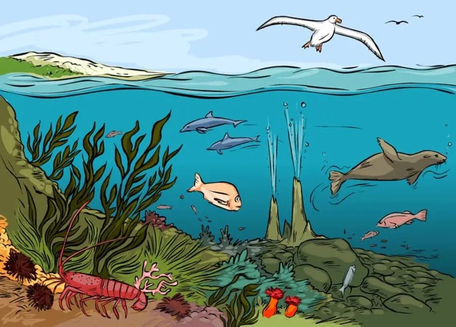 Водяная экосистема. Растения водной экосистемы. Морские экосистемы. Морские экосистемы характеристика. Водные экосистемы.