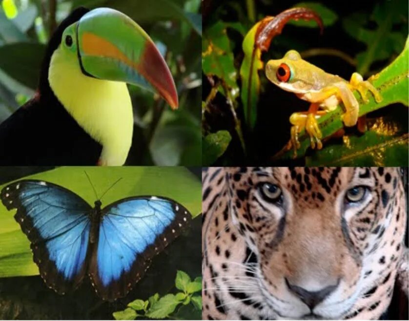 Тропические леса амазонки фауна. Фауна Австралии влажных тропических лесов. Обитатели сельвы Южной Америки. Влажные экваториальные тропические леса животные