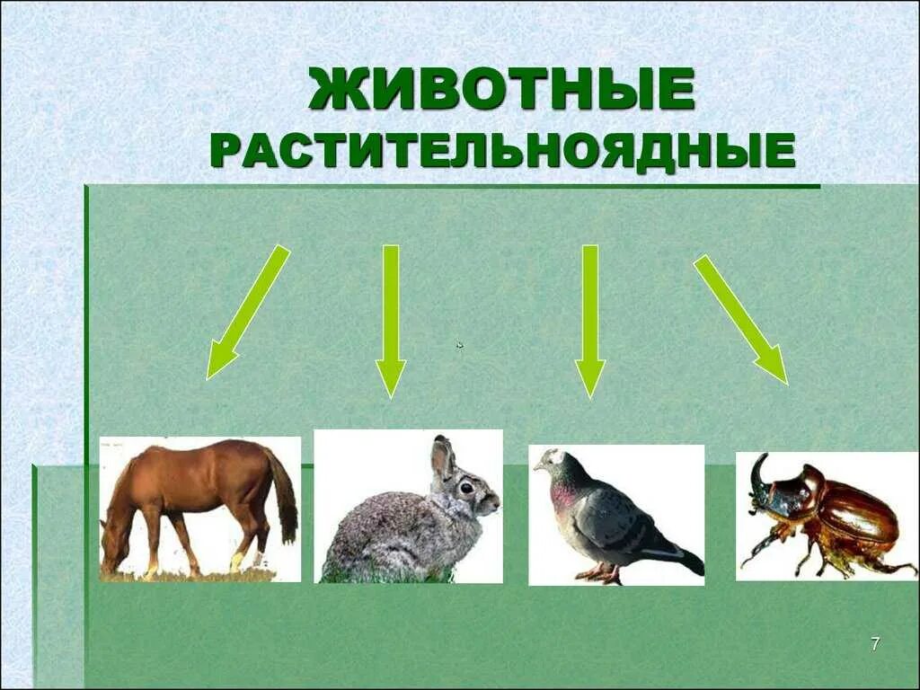 Какие животные растительноядные